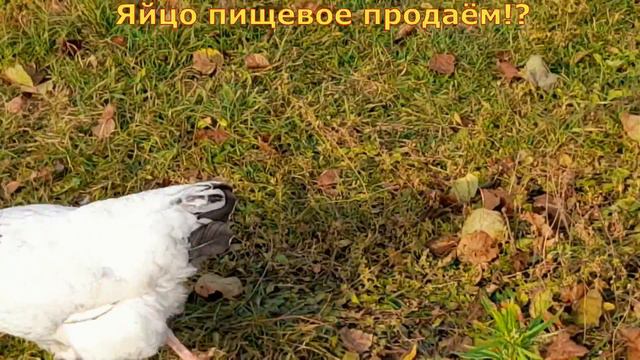 Яйцо пищевое продаём!? смотреть онлайн