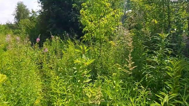 Борьба с борщевиком уксусной иссенцией реально ли это? смотреть онлайн