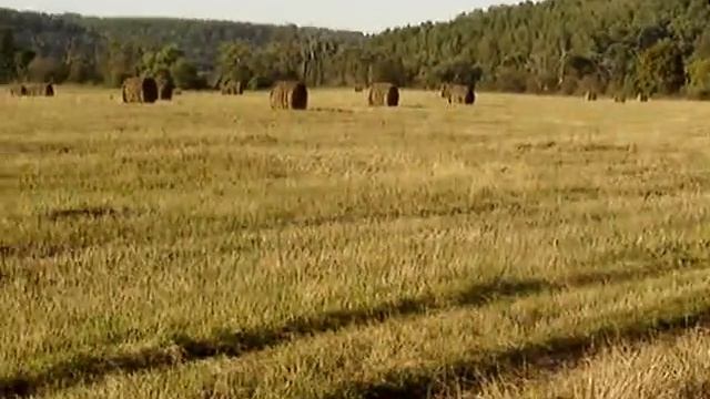 место большой пользы природы . ЯДОВИТАЯ красная ягода звездой - бересклет (Evonymus) . лес . смотреть онлайн