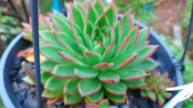 SUCULENTAS que não consigo cultivar e Suculentas de Cultivo semelhante. смотреть онлайн