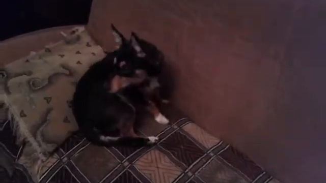 Armenian CRAZY dog(Армянский пёс больной:D) СМОТРЕТЬ ВСЕМ смотреть онлайн