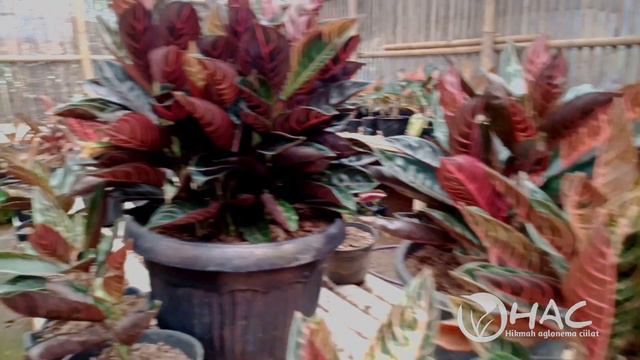 PRIDE OF SUMATRA|| MULAI LANGKA???|| CIAMIS JAWA BARAT смотреть онлайн