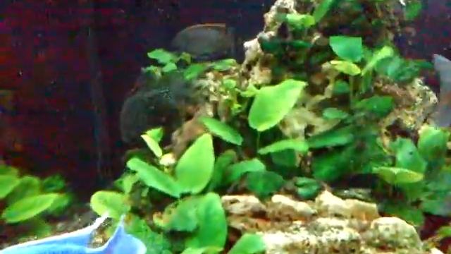 кормление цихлид мороженой рыбой смотреть онлайн