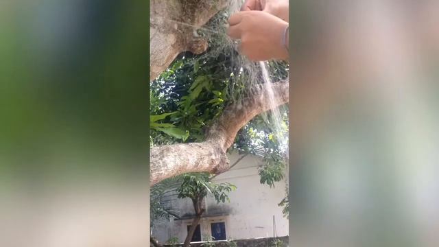 Dog save a bird смотреть онлайн