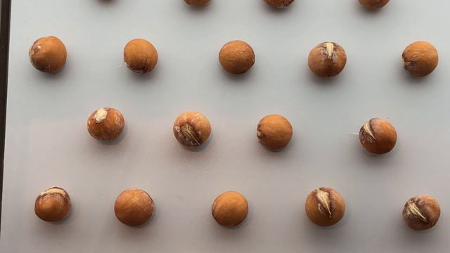 番仔林投種子 Dracaena Angustifolia Seed смотреть онлайн
