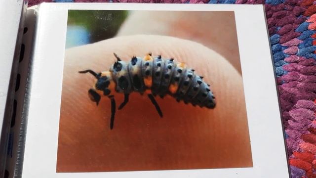 La metamorfosi della Coccinella смотреть онлайн