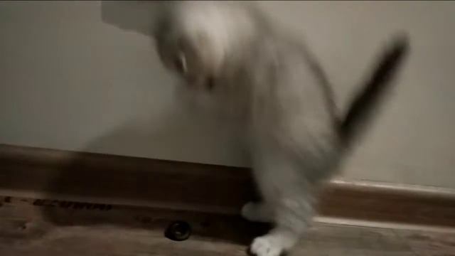 Скоттиш Фолд и Страйт эксклюзив. Питомник. смотреть онлайн