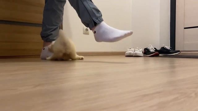 VLOG: забираю домой песика ? МАЛЬТИПУ смотреть онлайн