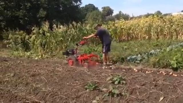 Картофелекопалка моторсич