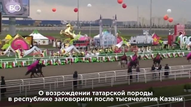 «Небесные кони» Татарстана зачем возрождают татарскую породу лошадей// Бизнес Online смотреть онлайн