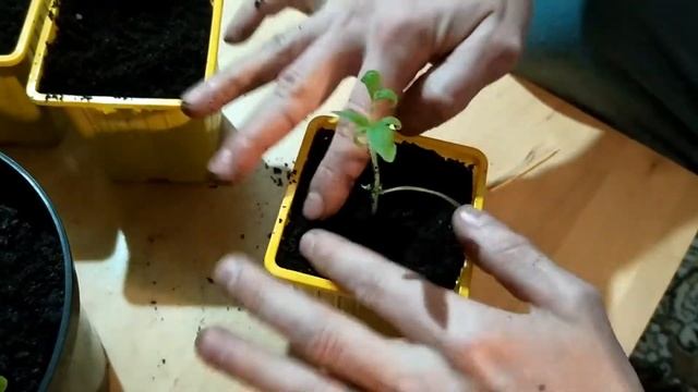 Дом в деревне. Пикирование рассады. Жизнь в деревне. смотреть онлайн