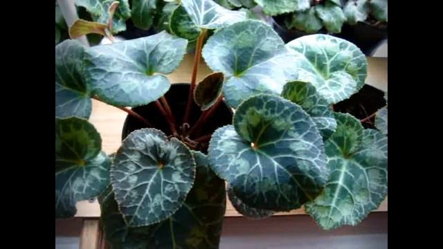 Цикламен (Cyclamen) Важность хорошего освещения. Наглядный пример! смотреть онлайн