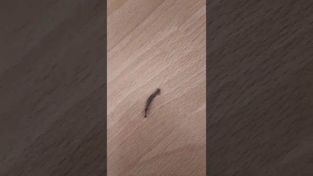 МУРАВЕЙ И СОРОКОНОЖКА #муравей #сколопендра смотреть онлайн