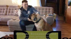 БУЛЬМАСТИФ. О породе