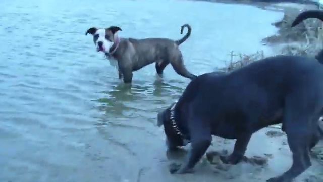 PITBULLS @ THE BEACH, ADOPT NORMA смотреть онлайн