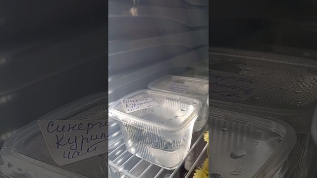 Гидролаты Свойства Хранение