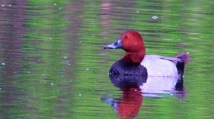 красноголовый нырок