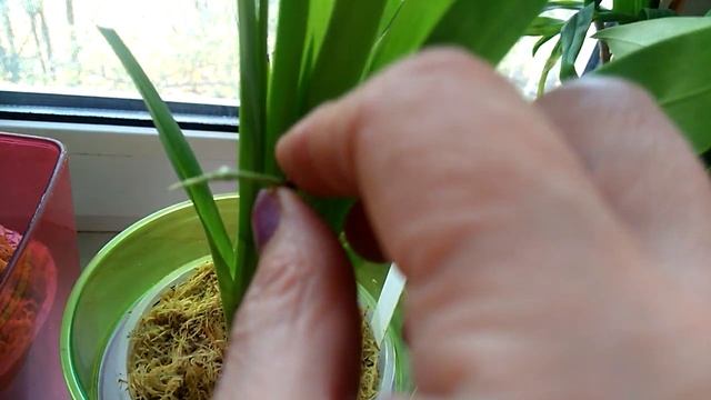 Новые Онцидиумы : oncidium naevium . oncidium wyattianum. смотреть онлайн