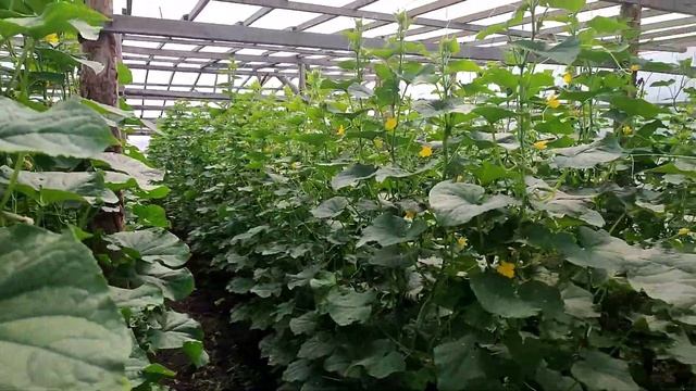 Паутинный клещ на огурцах. Как избавиться?! смотреть онлайн