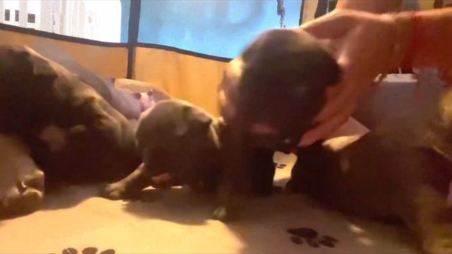 Puppies! Inside the whelping box😍 смотреть онлайн