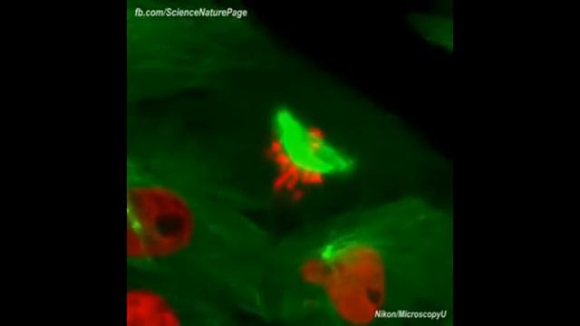 Интересно ведут себя центриоли смотреть онлайн