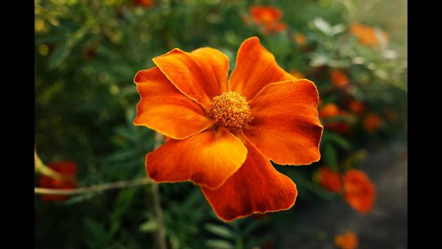 Las FLORES más HERMOSAS de mi JARDÏN para Antonia Arguedas Bazan Dj kikito смотреть онлайн