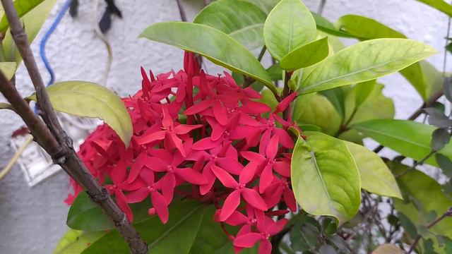 Red Ixora plant смотреть онлайн