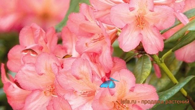 Рододендрон гибридный Балалайка (rhododendron) 🌿 обзор: как сажать, саженцы рододендроны Балалайка смотреть онлайн
