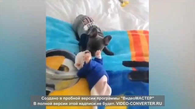 Самые смешные животные Приколы с котами и собаками 2023 AA #100 смотреть онлайн