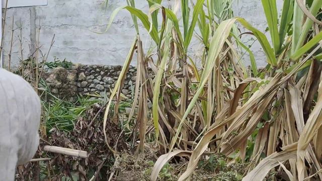 Деревенская жизнь на южном Китае: поездка в горы смотреть онлайн