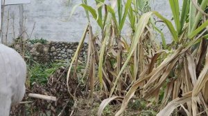 Деревенская жизнь на южном Китае: поездка в горы