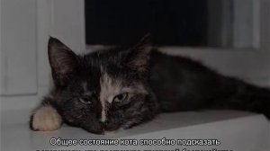 Кошка какает с кровью, когда ходит в туалет по большому