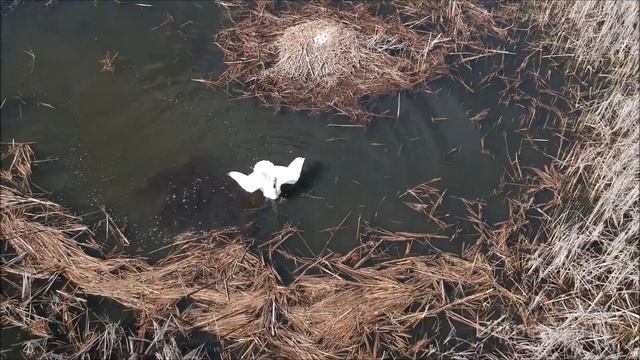 Пара лебедей-кликунов защищает гнездо смотреть онлайн