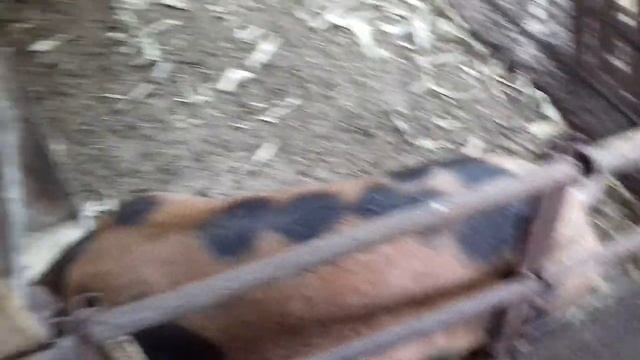 Вес поросят в 5 месяцев и 6 дней. смотреть онлайн