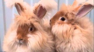 Окружающий мир. Рабочая тетрадь 3 класс 2 часть. ГДЗ стр. 37 №8