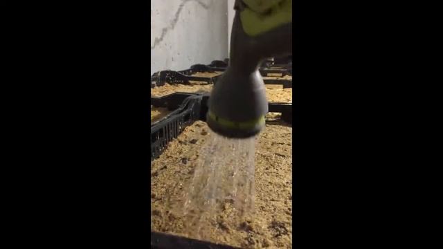 Выгонка тюльпанов, полив холодной водой в домашних условиях смотреть онлайн