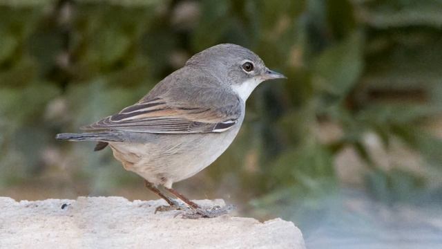 Серая славка (Sylvia communis) смотреть онлайн