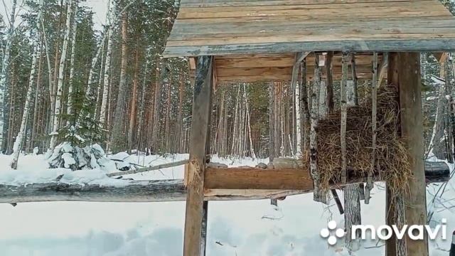 Солонец для лося смотреть онлайн