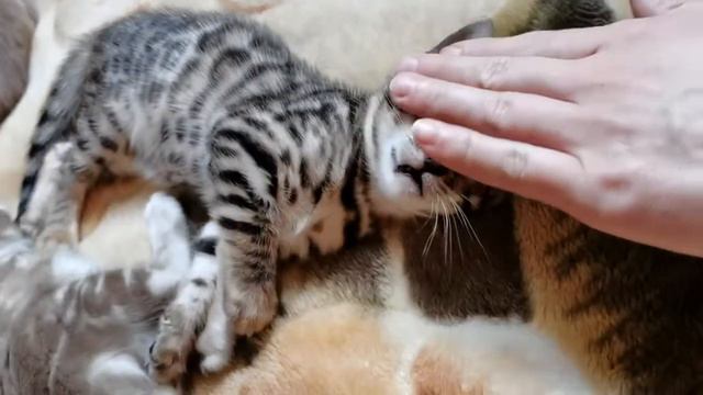 Бенгальские котята смотреть онлайн