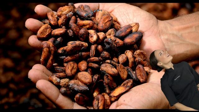 Товарищи и это всё КАКАО. Вы не знаете, что есть шоколадное дерево? смотреть онлайн