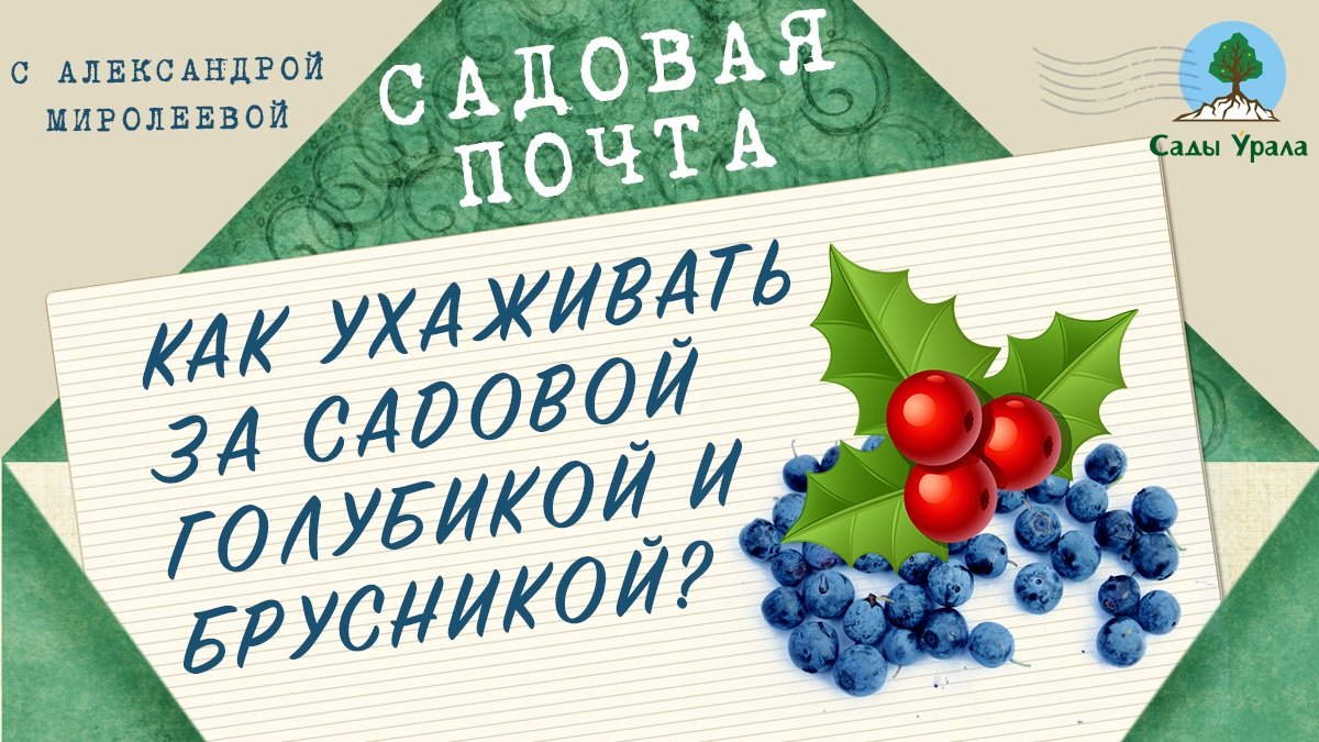 Садовая почта: Как ухаживать за садовой голубикой и брусникой. Выпуск 3 смотреть онлайн