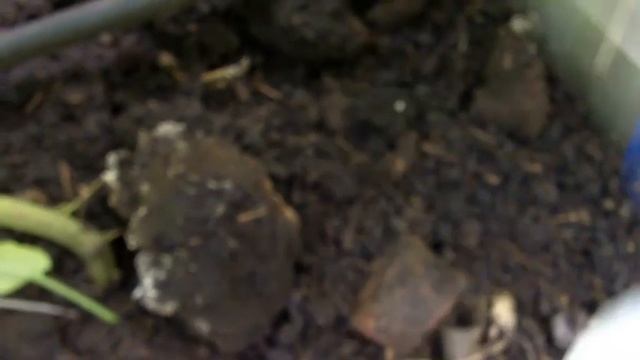 Грибные болезни томата. Серая гниль смотреть онлайн