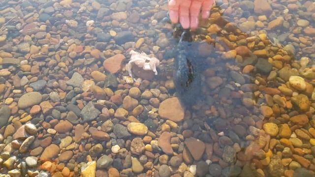 Ручной налим (гладим налима )