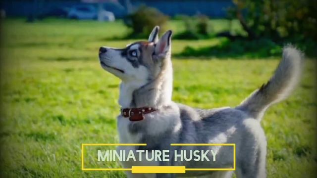 Husky Dog | Do You Know The Husky Dog?? | Animal World