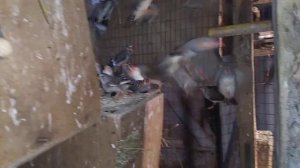 Разведение зебровой амадины, гнезда.