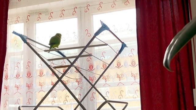 Попугай Арчи учится говорить Привет! Очень старается./Parrot Archie Study To Talk By Russian 😁💪🏼