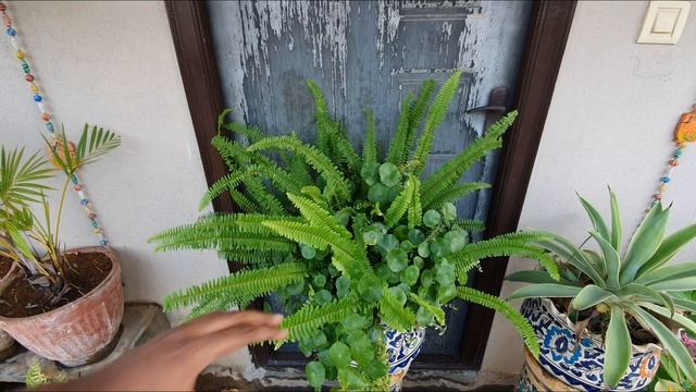 Hydrocotyle Verticillata Care and Propagation | Not Gotu Kola | Garden Unboxing | Correction смотреть онлайн