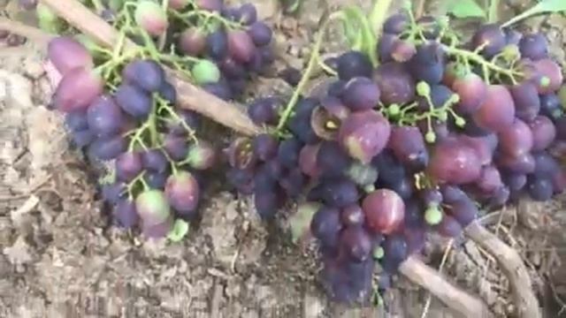 Виноград на удаление в 2019г. смотреть онлайн