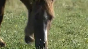 Роняла лебедь перья на Кенозерье