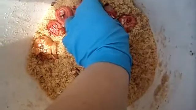Гладиолусы готовимся к посадке.Быстро и без хлопот. смотреть онлайн